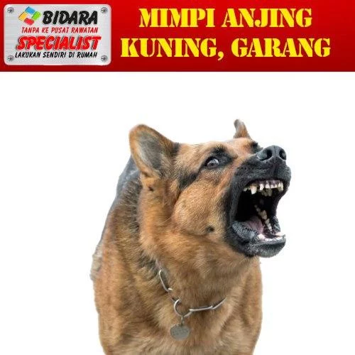 Mimpi Anjing Kuning Ada Kaitan Dengan Bomoh? 36 mimpi anjing kuning